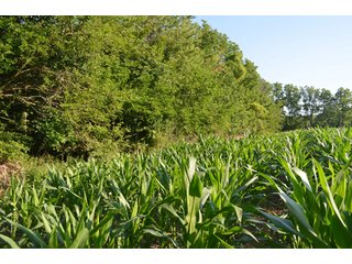 Property photo 7 - 64 Acre Farm Offered in 4 Tracts or in Combinations - Real Estate Auction